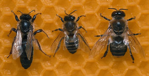 Königin - Biene - Drohne