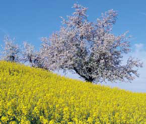 Raps mit Apfelbäume